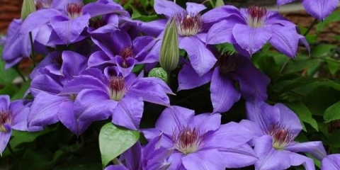 Kako hraniti klematis u proljeće za obilno cvjetanje